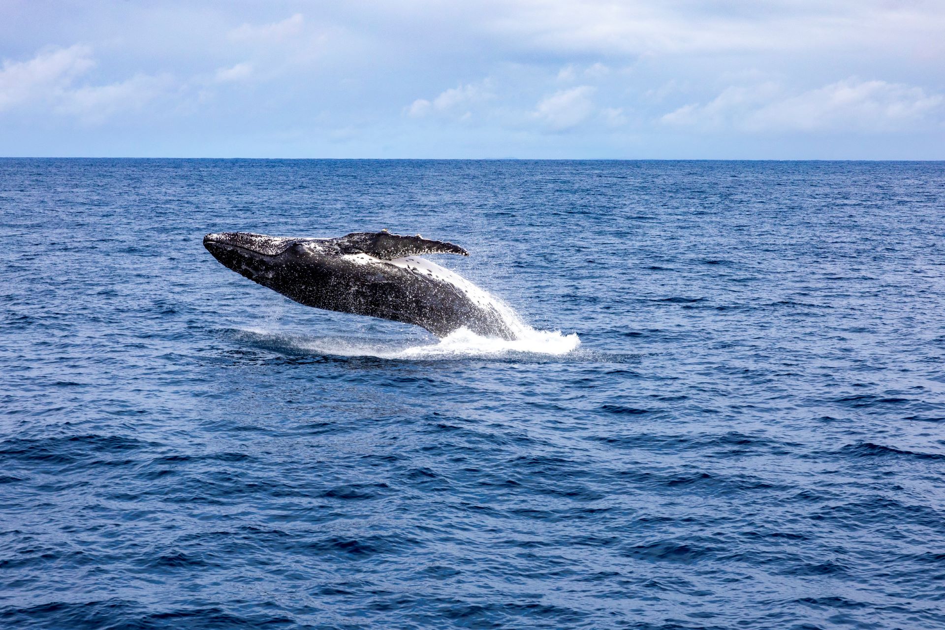 Humpback Splash Allure Stradbroke Resort