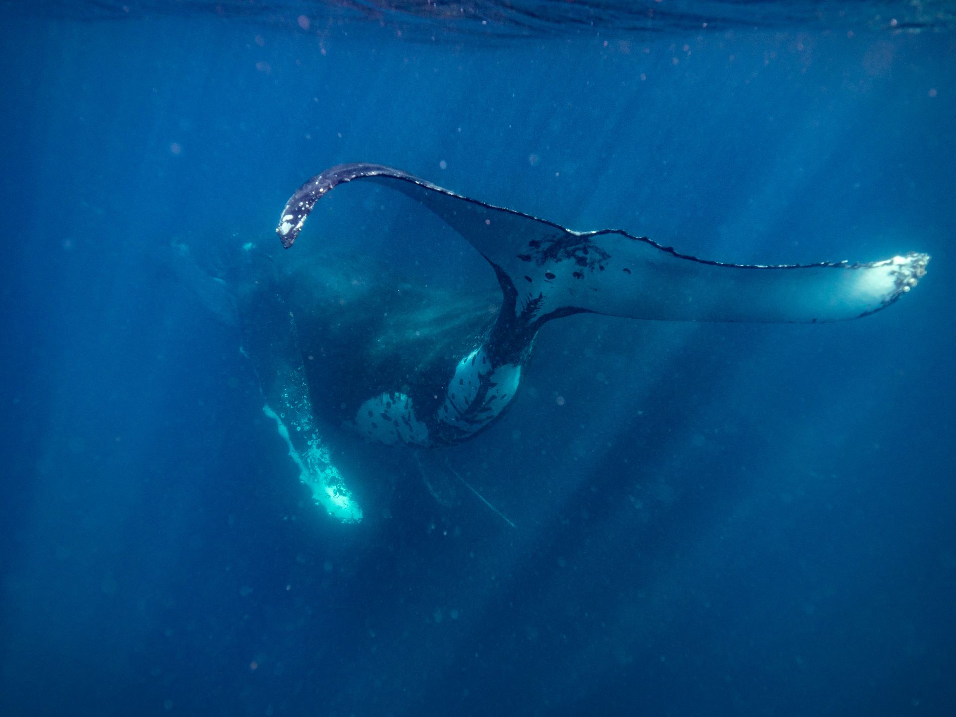 Whales in Winter Allure Stradbroke Resort